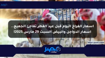 أسعار الفراخ اليوم قبل عيد الفطر تفاجئ الجميع.. أسعار الدواجن والبيض السبت 29 مارس 2025!
